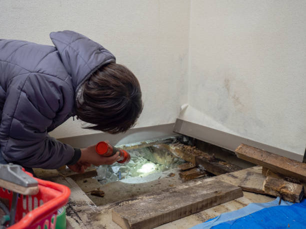 Best Industrial Mold Remediation  in Edmonston, MD