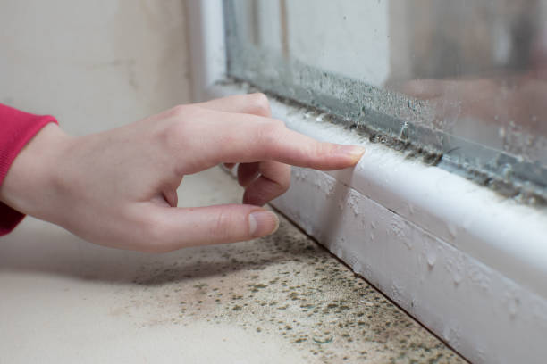 Best Mold Damage Restoration  in Edmonston, MD