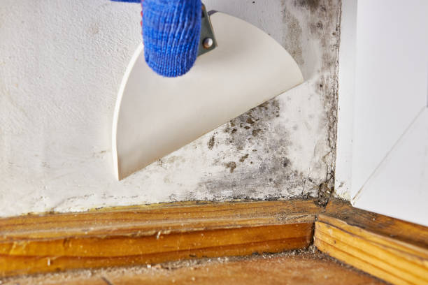 Best Forensic Mold Investigation  in Edmonston, MD