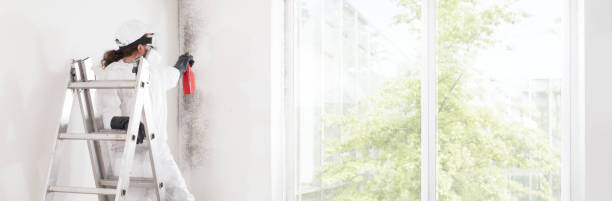 Best Post-Construction Mold Inspection  in Edmonston, MD